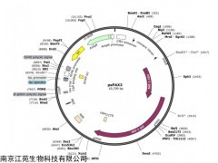慢病毒包装质粒 psPAX2