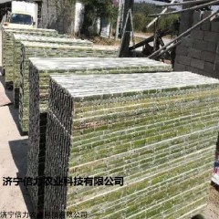 常规 羊用羊床漏粪板型号羊舍专用