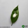 九朋100nm高纯氧化镁CY-Mg100