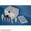 人preptin ELISA Kit
