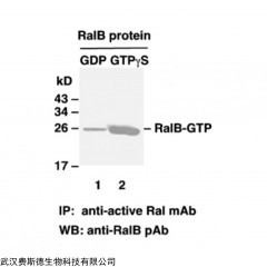 文獻更新/Ral-GTP 小鼠單抗/NeweastBio