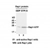 Rap1-GTP 小鼠单抗