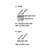 Ras-GTP 小鼠單抗/現貨antibody