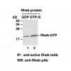 Rheb-GTP 小鼠單抗/現貨antibody