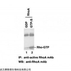 RhoA-GTP 小鼠單抗/現貨antibody