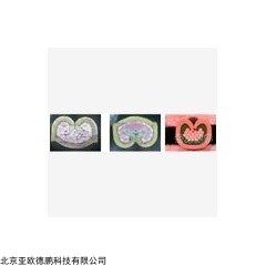 DP09086 端子压接剖面分析仪