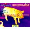 大型养殖厂新款热像仪新货，宠物热成像技术