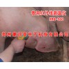 测温仪厂家经销，兽用红外线测温仪HRQ-S60