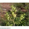 高乌甲素98% 找专业植物提取物生产厂商 宝鸡浩翔生物