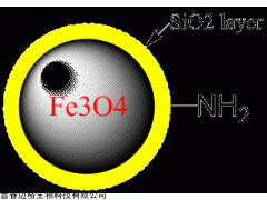 氨基修饰磁珠|氨基磁珠|硅包覆氨基磁珠