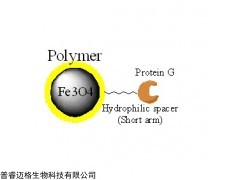 蛋白G磁珠|ProteinG磁珠