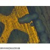 XK-2003A sinico西尼科/反射金相顯微鏡
