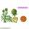 5% 厂家直销 朝鲜蓟提取物 现货直发