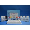 48T/96t 脑肠肽(Ghrelin)ELISA试剂盒