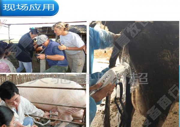 大丰兽用B超天驰价格便宜