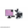 Olympus奥林巴斯荧光显微镜BX43