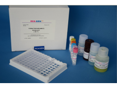 48t/96t 小鼠α2抗纤溶酶(α2-AP)ELISA Kit