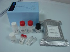 D6234-01 Endo-free Plasmid Giga Kit