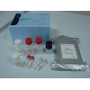 D0713-05 SQ NRBC Blood DNA Kit提取试剂盒