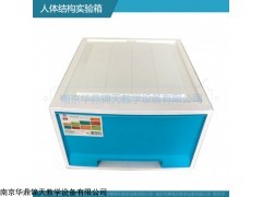 人体结构实验箱
