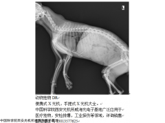 GDX 寵物用DR動物用DR便攜式X光機配置平板探測器