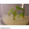 Phytagel 植物凝胶