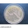 E.coli BL21(DE3)价格