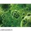 E.coli C600规格