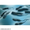 Relebactam (MK-7655) 瑞来巴坦