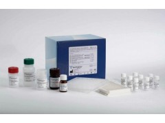 48t/96t 人寡聚蛋白(oligomeric)ELISA 试剂盒