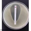 意大利Liofilchem利飛馳藥敏條E-test條