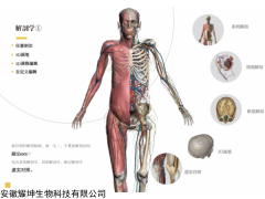 安徽耀坤3DBody 解剖學仿真虛擬實驗系統(tǒng)