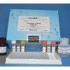 48t/96t 兔熱休克蛋白20(HSP-20)ELISA kit