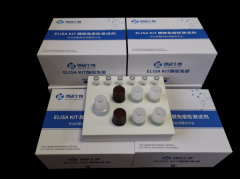 48T/96T 人CD19分子（CD19）ELISA试剂盒