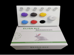 48T/96T 人胰岛素样生长因子结合蛋白-6 ELISA试剂盒