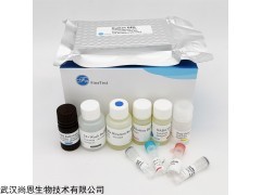 SNL-001 COS7非洲绿猴SV40转化的肾细胞