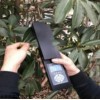 活体叶面积测定仪/叶面积测量仪(）库号：M236372