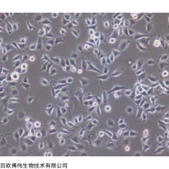 大鼠鼓膜上皮干細(xì)胞