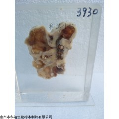 KD 供应病理教学人体组织教学动物各种切片