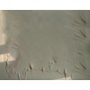 猪皮透皮吸收实验