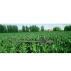 DP26088 植物冠层分析仪/植物冠层检测仪
